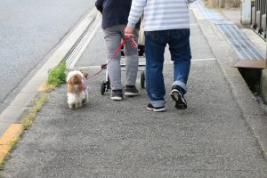 高齢者の犬の散歩は「骨折のリスク」を上げる 米調査